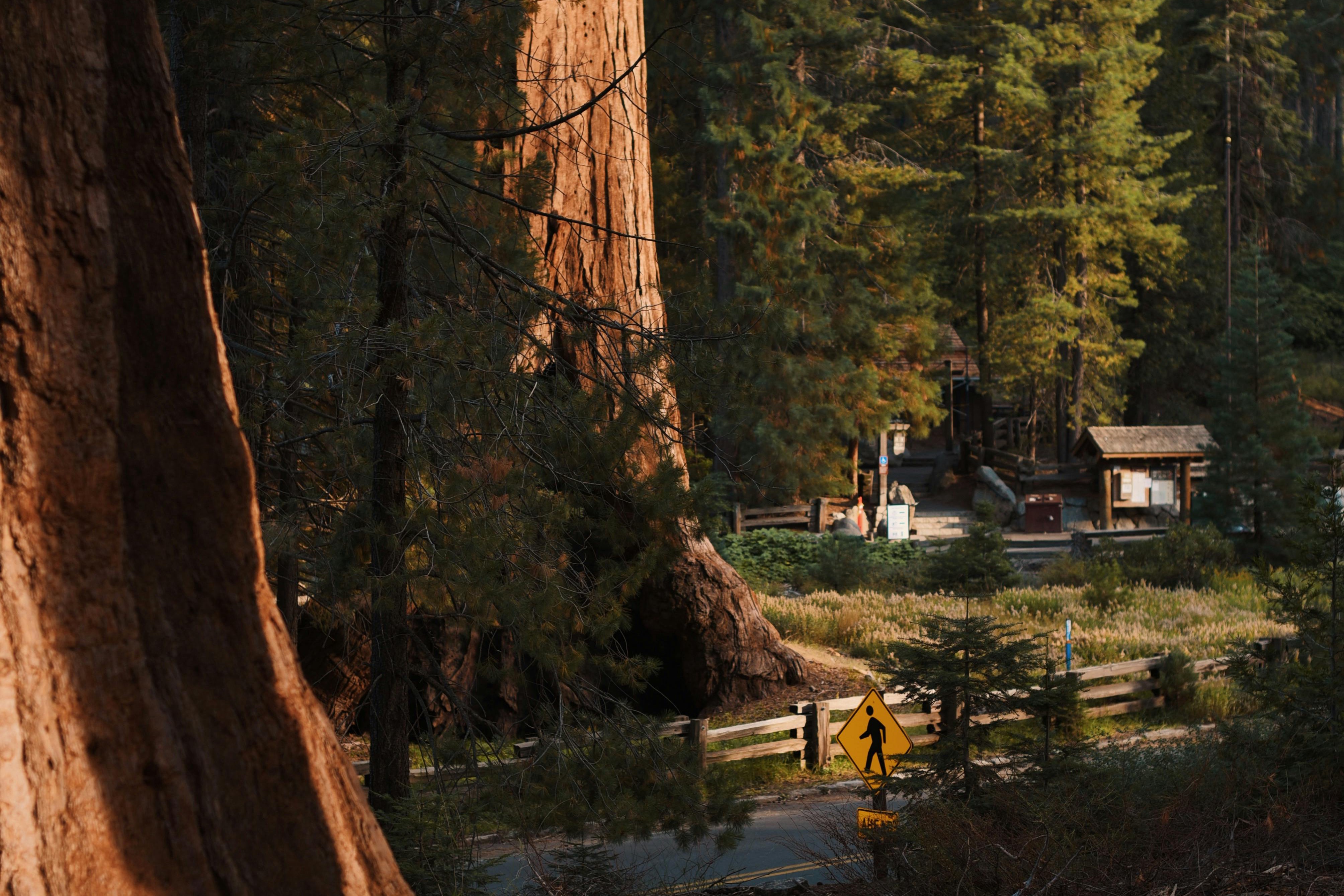 nature scenery beautiful forest
